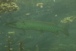 Europäischer Hecht (Esox lucius)